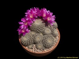 Sulcorebutia albissima HS106 2059